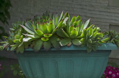 Desen parlak yeşil ve kırmızı etli bitki, olağanüstüsarı, sempervivum veya echeveria çiçek closeup, Sofya, Bulgaristan yaprakları gibi gül 