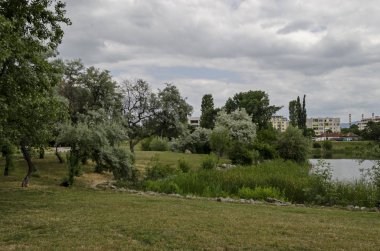 Yaz küçük taze orman beyaz söğüt veya Salix alba ağaç gölün kıyısında bir bölgeye Drujba, Sofia, Bulgaristan