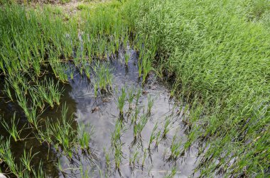 Yaz yeşil taze reed, kamış communis veya acele ve drake, kadın yeşilbaş ördekler yüzme göle ilçe Drujba, Sofia, Bulgaristan 