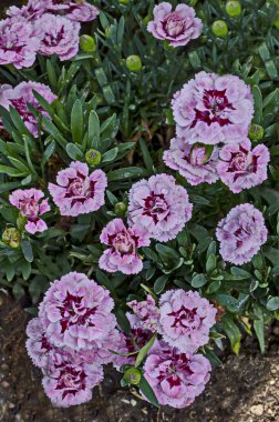 Mix renk gül ile taze karanfil çiçek, kırmızı ve beyaz, gentile ve hoş kokulu çiçek, bölge Drujba, Sofia, Bulgaristan 