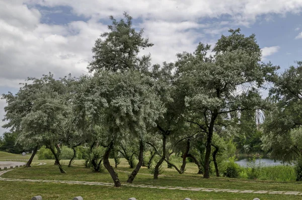 Été Avec Petite Forêt Fraîche Saule Blanc Salix Alba Arbre — Photo