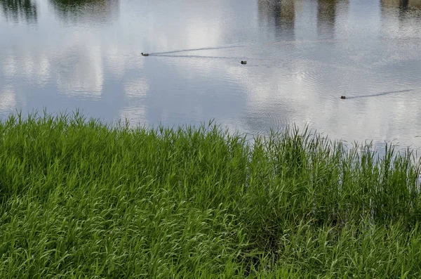 Musim Panas Dengan Alang Alang Hijau Phragmites Communis Atau Terburu — Stok Foto