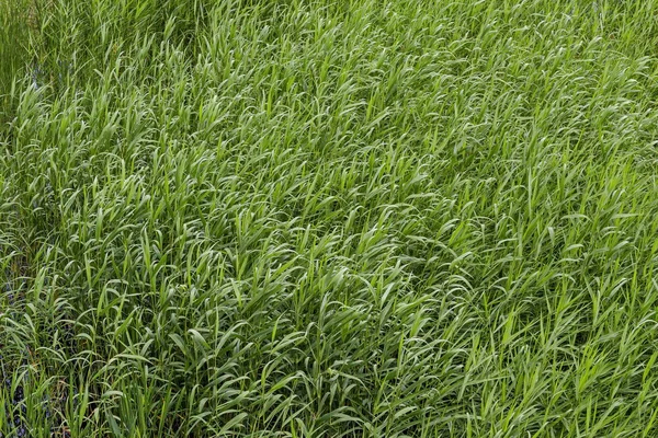 Háttér Zöld Friss Nád Phragmites Communis Vagy Rohanás Szépség Kerületben — Stock Fotó