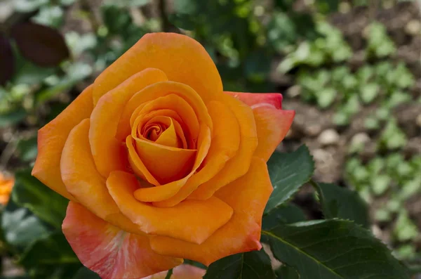Pomarańczowy Rose Bush Rozkwicie Naturalne Odkryty Ogród Dzielnicy Drujba Sofia — Zdjęcie stockowe