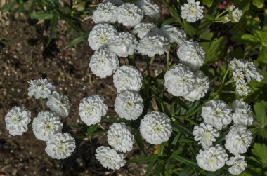 Dahlia çiçek beyaz renkte bir çiçekli çiçek, bölge Drujba, Sofya, Bulgaristan  