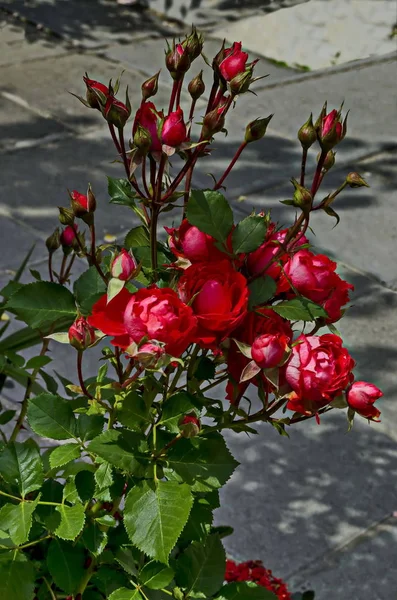 Rosa Roja Flor Jardín Natural Aire Libre Distrito Drujba Sofía — Foto de Stock