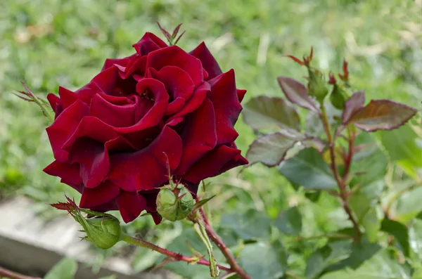 Red Rose Bush Bloom Natural Outdoor Garden District Drujba Sofia — Stock Photo, Image