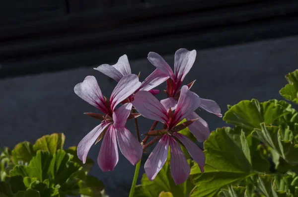 Hermosa Flor Pelargonio Floreciendo Con Mezcla Rosa Flor Color Rojo — Foto de Stock