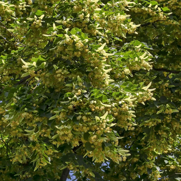 Flores Amarelas Folhas Verdes Tilia Tília Limoeiro Verão Distrito Drujba — Fotografia de Stock