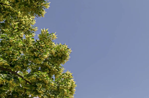 Yellow Flowers Green Leaves Tilia Linden Lime Tree Summer District — Stock Photo, Image