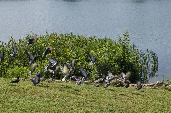 Drujba ソフィア ブルガリアのハト 鳩または牧草地から多彩な羽飛ぶコルンバ リヴィアをグループ化します — ストック写真