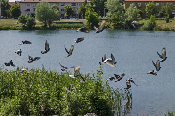 Group Pigeons Dove Columba Livia Variegated Feathers Fly Lake District — Stock Photo, Image