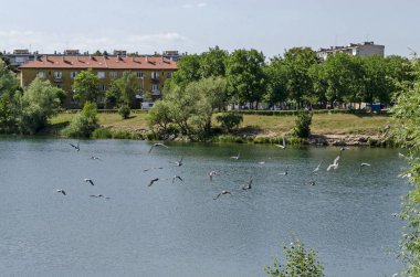 Grup güvercinler, güvercin veya Columba livia alacalı eşarplı göle ilçe Drujba, Sofya, Bulgaristan uçmak   