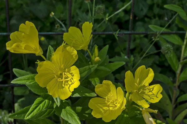 Yellow Evening Primrose Flower Oenothera Speciosa Blooming Spring Meadow Closeup — Stock Photo, Image