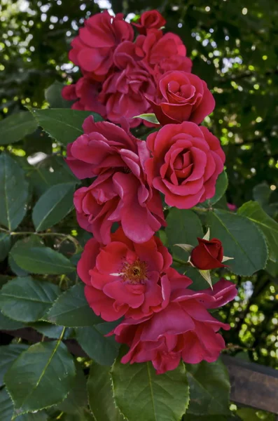 Czerwony Krzew Róży Rozkwicie Naturalne Odkryty Ogród Dzielnicy Drujba Sofia — Zdjęcie stockowe