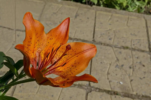 Red orange Tiger Lily or Tiger Lilium  flower blooming in a garden, district Drujba, Sofia, Bulgaria