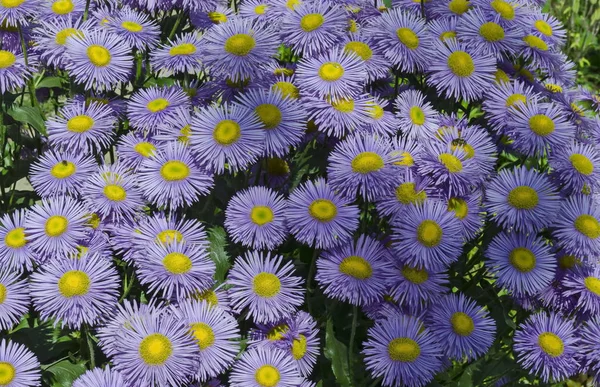 Colorato Viola Alpino Aster Astra Verghinas Margherite Fiori Riuniti Giardino — Foto Stock