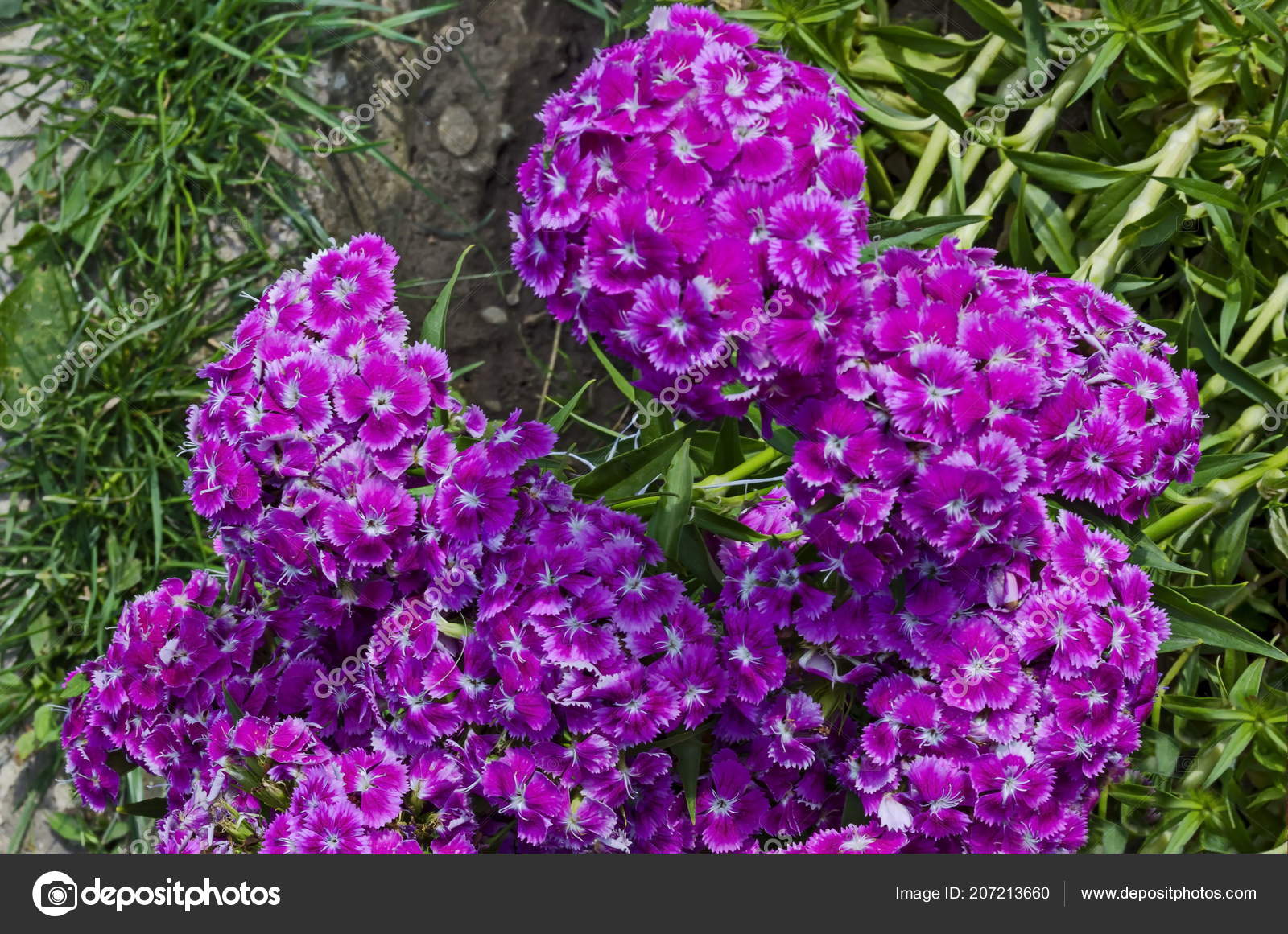 Pictures Sweet Williams Flowers Sweet William Dianthus Barbatus