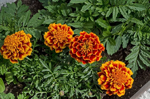 Cabeças Flores Laranja Vermelha Tagetes Marigold Com Fundo Verde Jardim — Fotografia de Stock