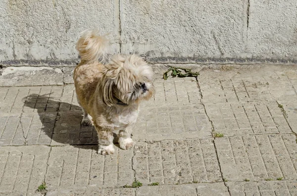 Thoroughbred Yorkshire Terrier Dog Street Seek Your Proprietor District Drujba — Stock Photo, Image