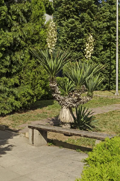 Blick Auf Weiße Yucca Pflanze Oder Agave Kaktus Voller Blüte — Stockfoto