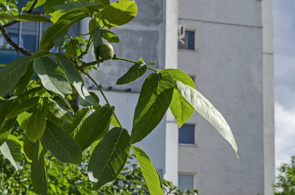 Close Green Walnuts Fruit Growing Walnut Tree District Drujba Sofia — Stock Photo, Image