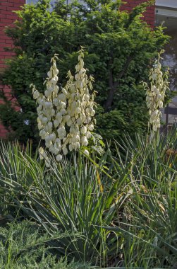 Beyaz Yucca bitkisi veya Agave kaktüsünün bahçede, Drujba bölgesinde, Sofya 'da ve Bulgaristan' da çiçek açması  
