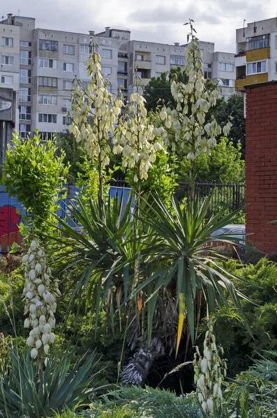 Вид Білу Юкку Або Aged Cactus Bloom Garden District Drujba — стокове фото