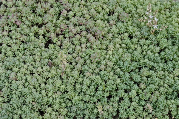 Nézd Pozsgás Növény Houseleek Kövirózsát Vagy Echeveria Virág Polárszűrő Kerület — Stock Fotó