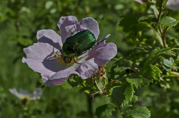 Green Beetle Cetonia Aurata Sun Bloom Wild Rose Flower District — Stock Photo, Image