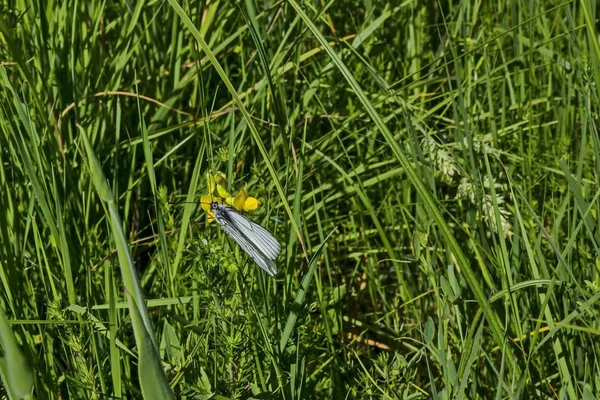 Böcek Haşere Amerikan Beyaz Kelebeği Beyaz Siyah Damarlı Aporia Crataegi — Stok fotoğraf