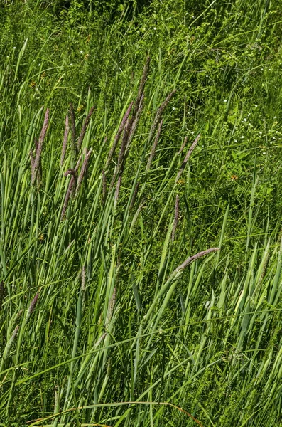 Υπόβαθρο Του Σόργου Halepense Ευθεία Μίσχους Στο Φυσικό Πράσινο Χόρτο — Φωτογραφία Αρχείου