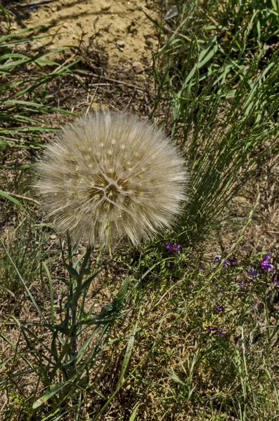 Kurutulmuş Süt Thistle Veya Silybum Marianum Çiçek Kök Çayırda Yerleşim — Stok fotoğraf