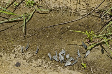 Siyah bir grup beyaz kelebekler veya aporia crataegi su birikintisi üzerinde içme suyu, bölge Marchaevo, Sofya, Vitosha Dağı, Bulgaristan  