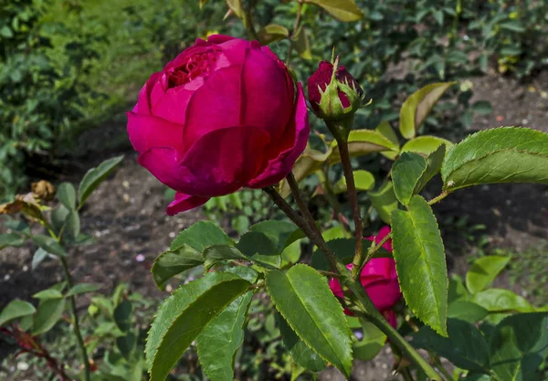 Pembe Gül Bush Çiçek Doğal Eski Batı Park Sofia Bulgaristan — Stok fotoğraf