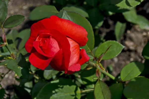 Czerwony Krzew Róży Rozkwicie Naturalne Stare West Park Dzielnicy Drujba — Zdjęcie stockowe