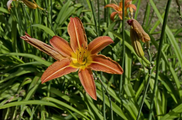 Πορτοκαλί Μέρα Κρίνος Κρίνο Hemerocallis Fulva Λουλούδια Ανθίζουν Φυσικό Πάρκο — Φωτογραφία Αρχείου