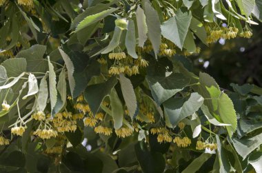 Yaz mevsiminde Tilia, ıhlamur veya ıhlamur ağacının sarı çiçekleri ve yeşil yaprakları, Sofya, Bulgaristan  
