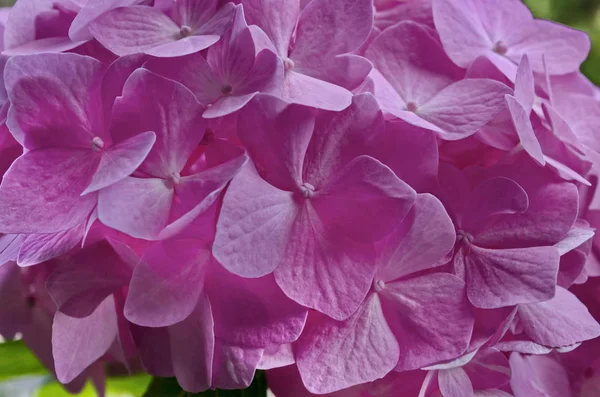 ソフィア ブルガリア すぐ咲くバラ アジサイ植物やオルテンシア花の複数の背景 — ストック写真