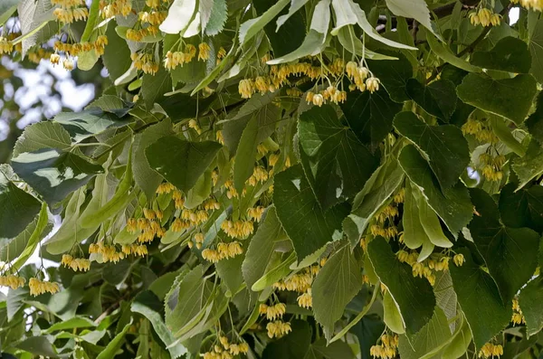 夏にティリア リンデンまたはライムの木の黄色の花と緑の葉 ソフィア ブルガリア — ストック写真