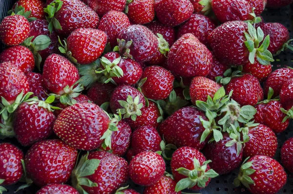 Heap Many Ripe Strawberry Fruits Can Used Background Sofia Bulgaria — Stock Photo, Image