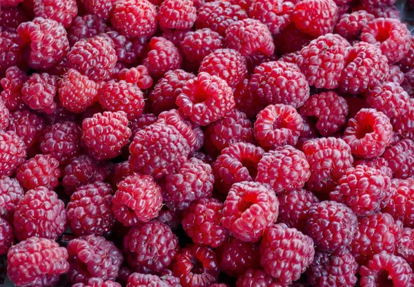 Heap Many Ripe Raspberry Fruits Can Used Background Sofia Bulgaria — Stock Photo, Image