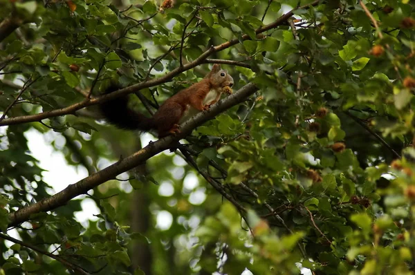 Ein Rotes Eichhörnchen Steht Auf Einem Kastanienbaum Und Isst Obst — Stockfoto