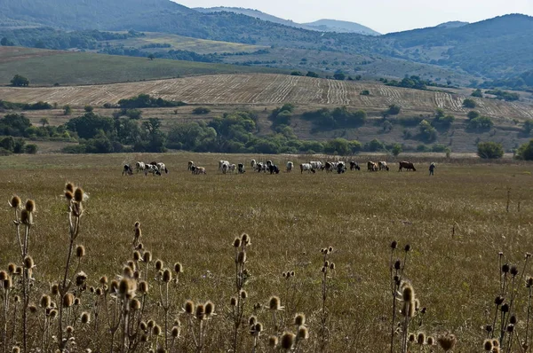 Herd Brown White Cows Autumn Field Bailovo Village Bulgaria — Stock Photo, Image