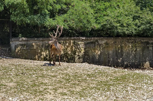 Jeden Buck Również Mężczyzna Red Deer Poszukiwania Femily Pastwiska Sofia — Zdjęcie stockowe