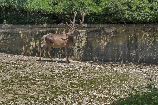 Satu Buck Juga Rusa Merah Jantan Mencari Femily Padang Rumput — Stok Foto