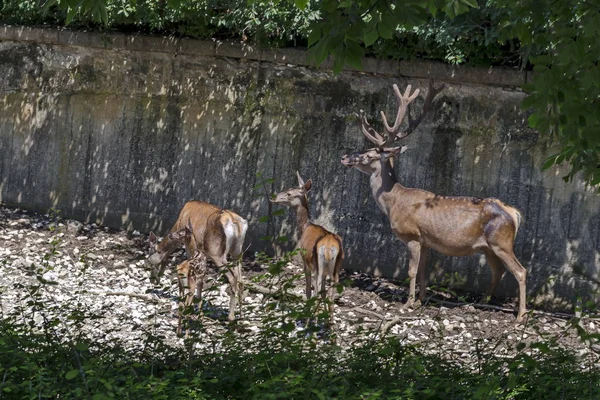 Famille Chevreuils Mâles Avec Œufs Femelles Biche Biche Faon Détendre — Photo