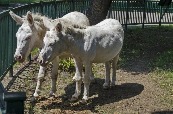 Two White Donkeys Walk Outdoor Summer Park Sofia Bulgaria — Stock Photo, Image