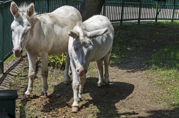 Two White Donkeys Walk Outdoor Summer Park Sofia Bulgaria — Stock Photo, Image