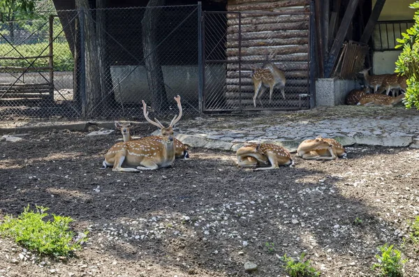 Family Buck Also Male Deer Capreolus Female Roe Deer Hind — Stock Photo, Image